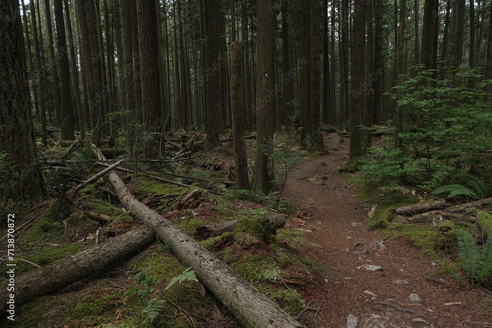 Natural variety that is observable in a deep forest, in West Canada. Vancouver. Early morning and daytime. Natural variety that is observable in a deep forest, in West Canada. Vancouver. Early morning and daytime.
