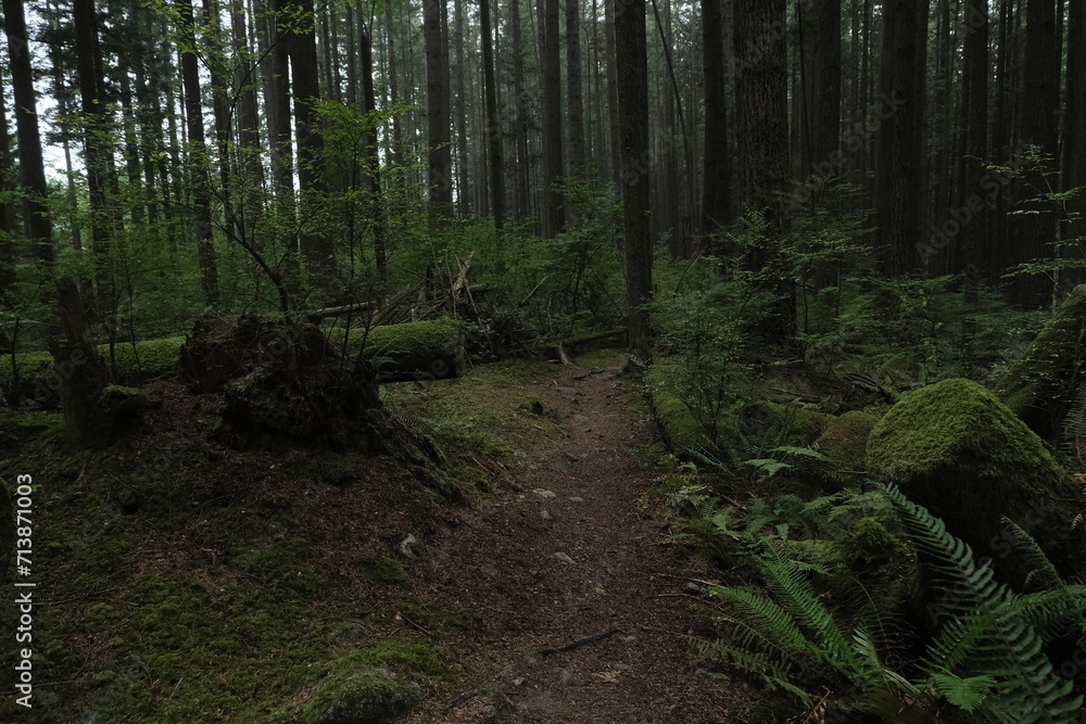 Obraz premium Natural variety that is observable in a deep forest, in West Canada. Vancouver. Early morning and daytime.