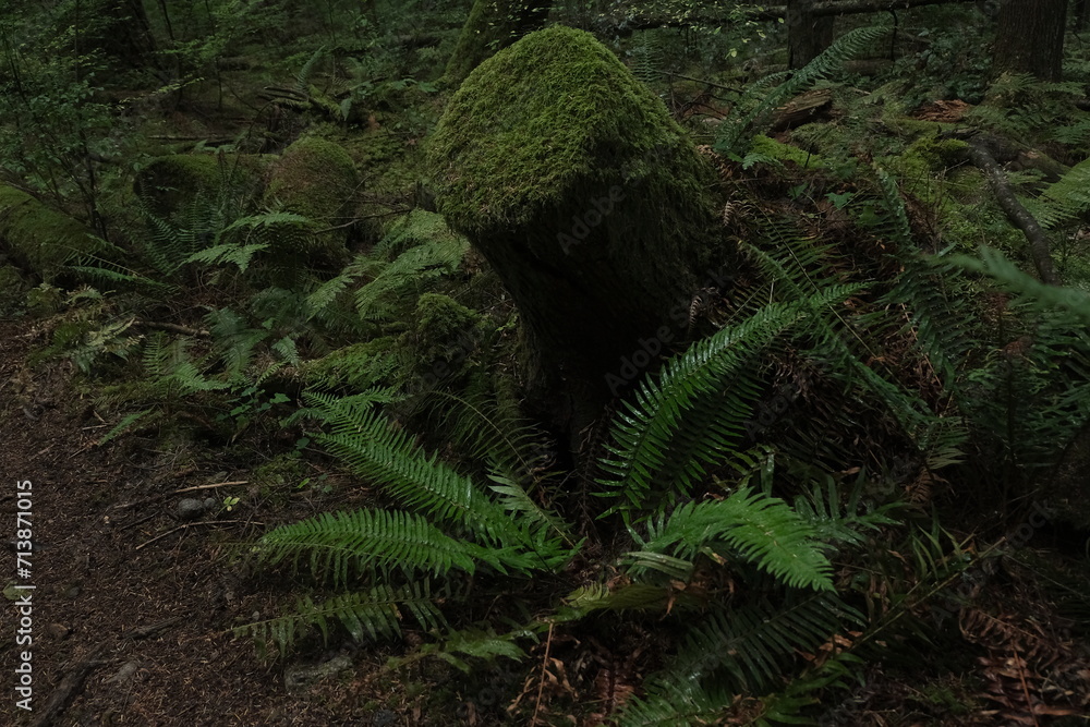 Natural variety that is observable in a deep forest, in West Canada. Vancouver. Early morning and daytime. Natural variety that is observable in a deep forest, in West Canada. Vancouver. Early morning and daytime.