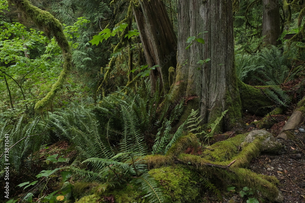 Natural variety that is observable in a deep forest, in West Canada. Vancouver. Early morning and daytime. Natural variety that is observable in a deep forest, in West Canada. Vancouver. Early morning and daytime.