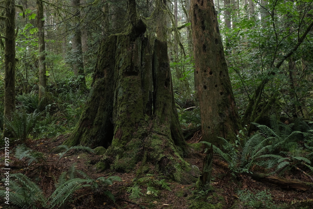 Natural variety that is observable in a deep forest, in West Canada. Vancouver. Early morning and daytime. Natural variety that is observable in a deep forest, in West Canada. Vancouver. Early morning and daytime.
