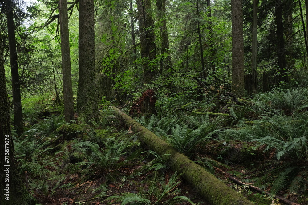 Obraz premium Natural variety that is observable in a deep forest, in West Canada. Vancouver. Early morning and daytime.