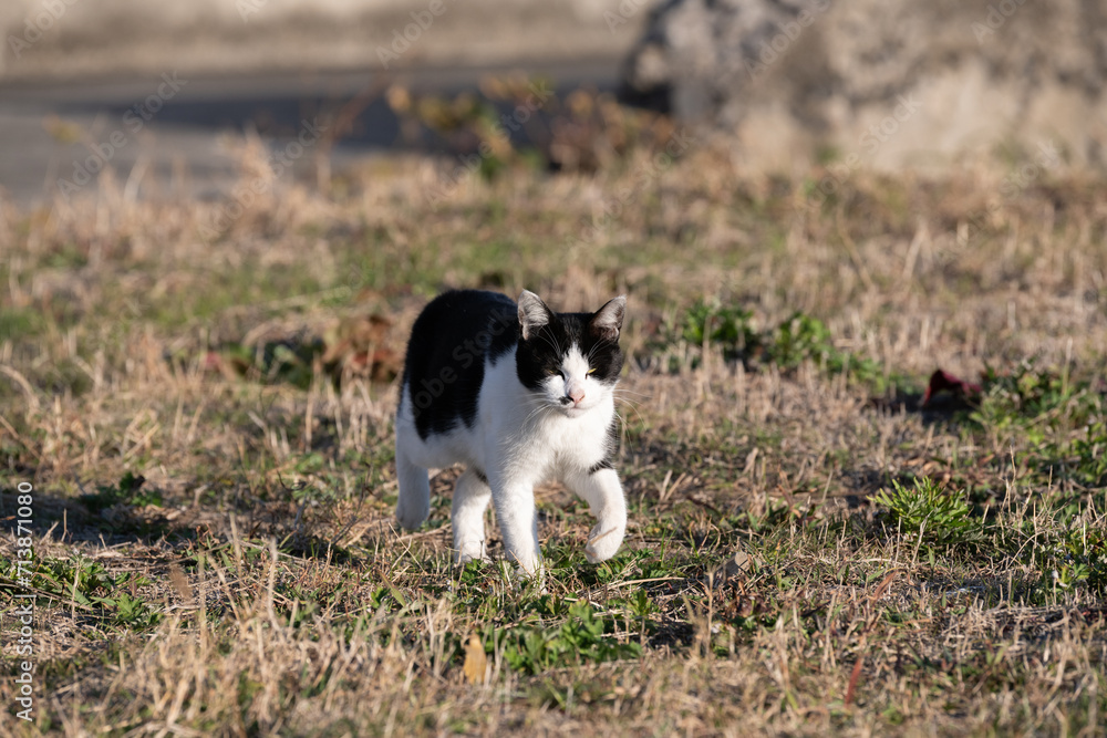 田舎をのんびり歩く猫