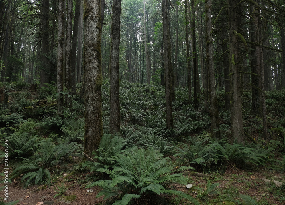 Obraz premium Natural variety that is observable in a deep forest, in West Canada. Vancouver. Early morning and daytime.