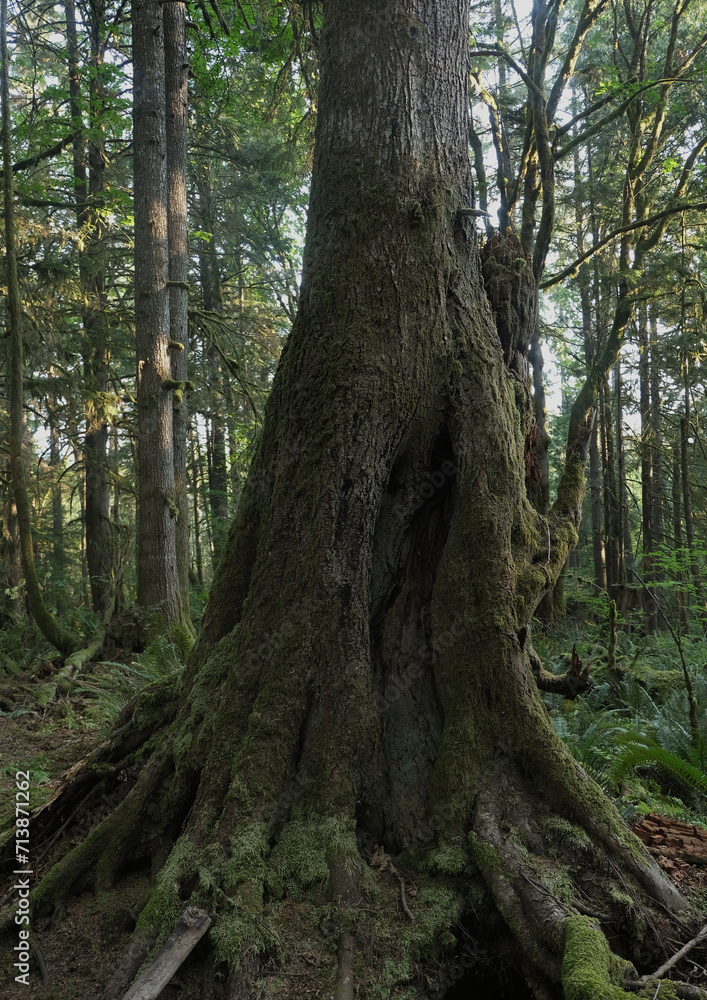 Natural variety that is observable in a deep forest, in West Canada. Vancouver. Early morning and daytime. Natural variety that is observable in a deep forest, in West Canada. Vancouver. Early morning and daytime.