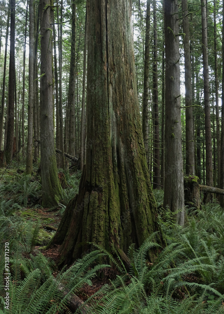 Natural variety that is observable in a deep forest, in West Canada. Vancouver. Early morning and daytime. Natural variety that is observable in a deep forest, in West Canada. Vancouver. Early morning and daytime.