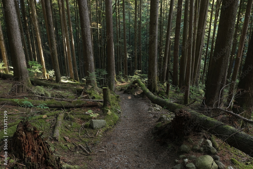 Obraz premium Natural variety that is observable in a deep forest, in West Canada. Vancouver. Early morning and daytime.