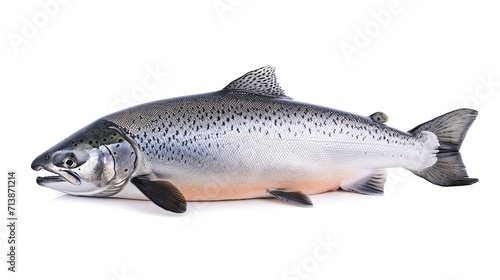 Salmon. A fish isolated on a white background. A source of protein and healthy fats.