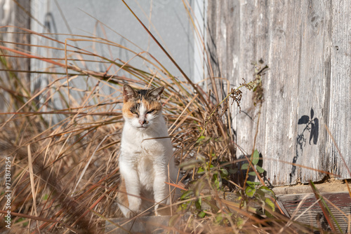 草むらの中の猫 © rai