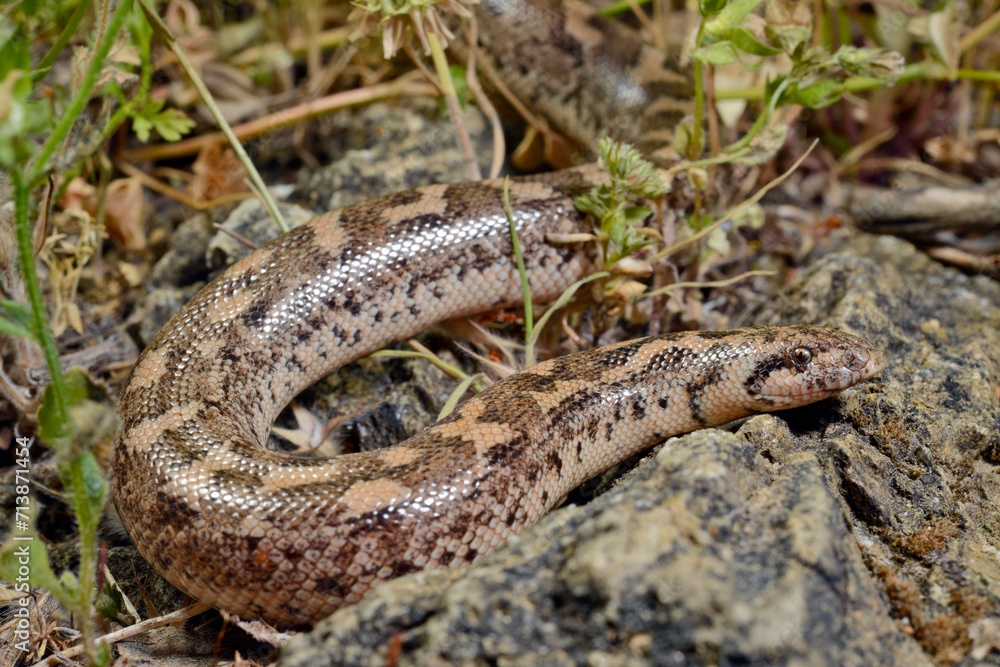 Javelin sand boa // Westliche Sandboa (Eryx jaculus turcicus) - Dalyan, Turkey Javelin sand boa // Westliche Sandboa (Eryx jaculus turcicus) - Dalyan, Turkey