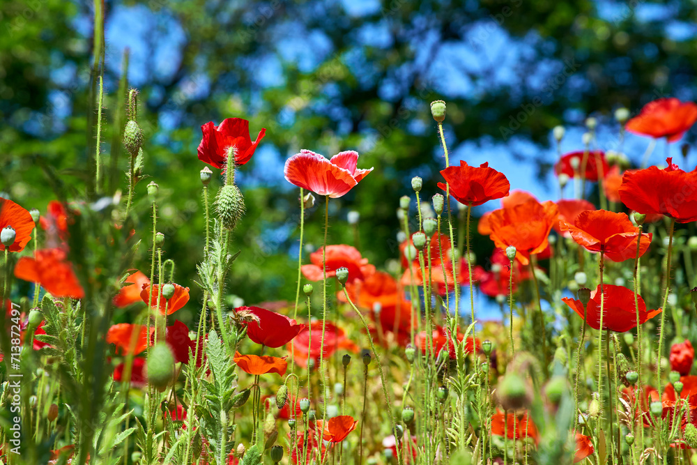 Sunny warm summer meadow with many red scarlet tender medicinal poppies Sunny warm summer meadow with many red scarlet tender medicinal poppies