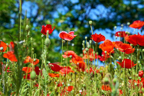 Sunny warm summer meadow with many red scarlet tender medicinal poppies