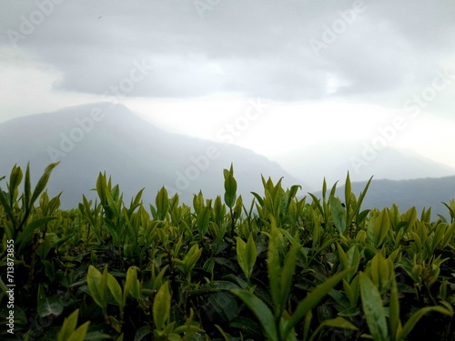 Tea estate in mountain 