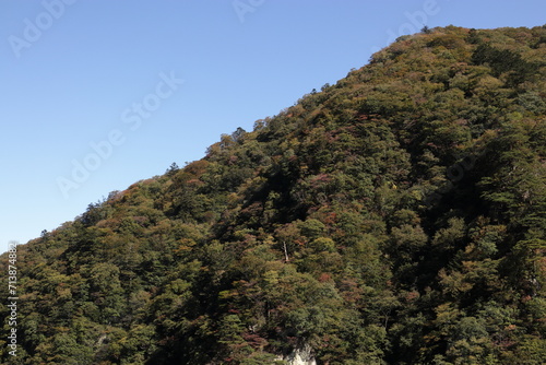 山と森林の風景