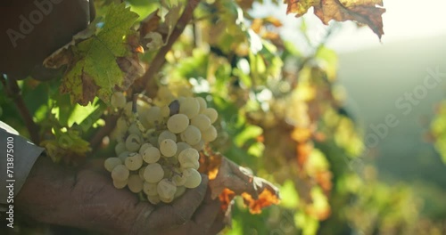 Close-up of a man's hand cutting grapes in the field with scissors. Harvesting in the vineyards by a farmer and winemaker. High quality 4k footage