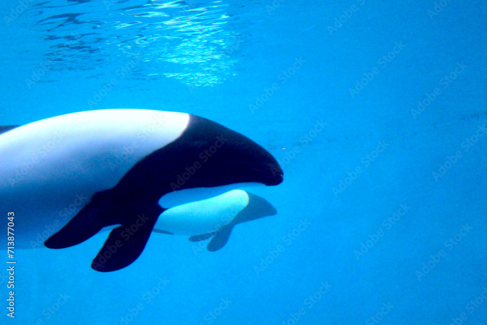 Obraz premium イロワケイルカ