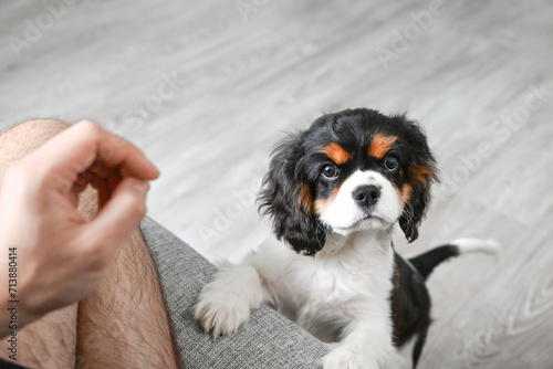 puppy cavalier Charles King spaniel reaches out to the owner for food