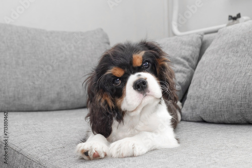 Portrait of handsome cavalier spaniel. Cute puppy is resting on the couch. photo