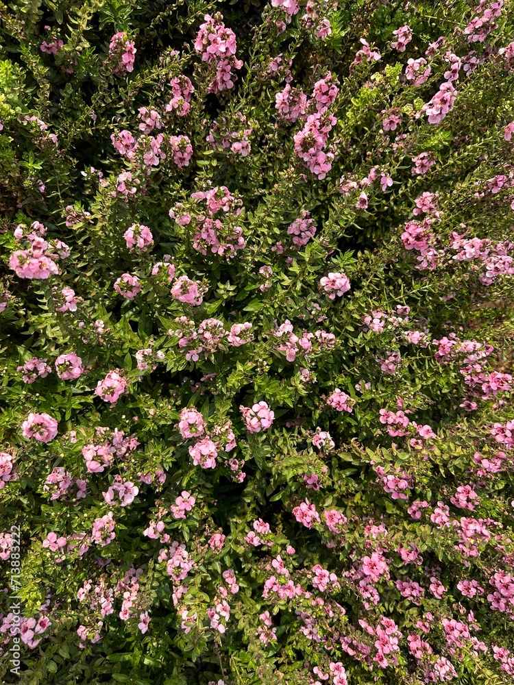 Naklejka premium pink and white flowers