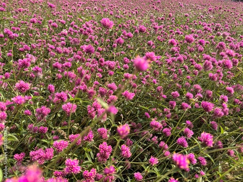 field of pink and yellow flowers