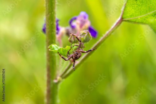 A beautiful brown spider hanging on the head of the flower. Blurred background