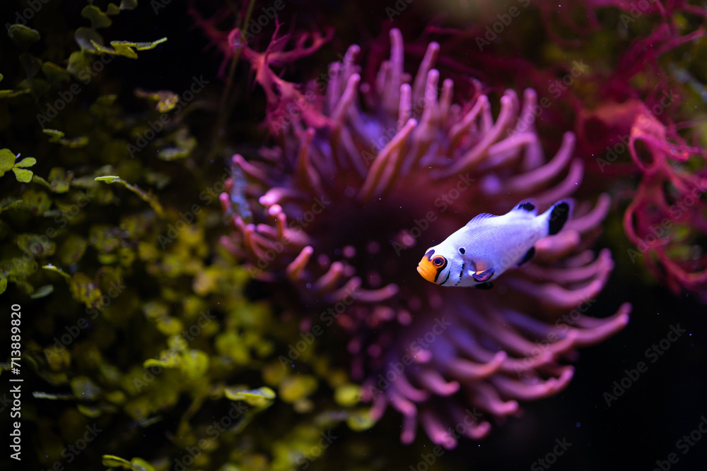 Amphiprion Ocellaris Platinum. Amphiprion percula. Platinum Clownfish. Fish in coral reef - obrazy, fototapety, plakaty 