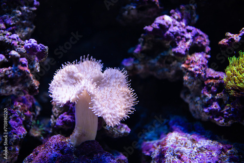 Sarcophyton Ehrenbergi. Soft mushroom. Alcyonacea. Coral under water. Coral reef in the sea.