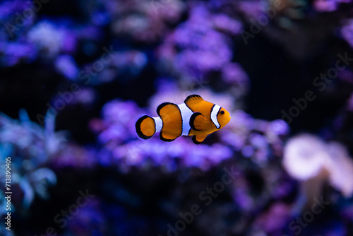 Clown fish. Amphiprion ocellaris. Amphiprioninae. Fish in reef. Clownfish. Ocellaris clownfish. Nemo fish