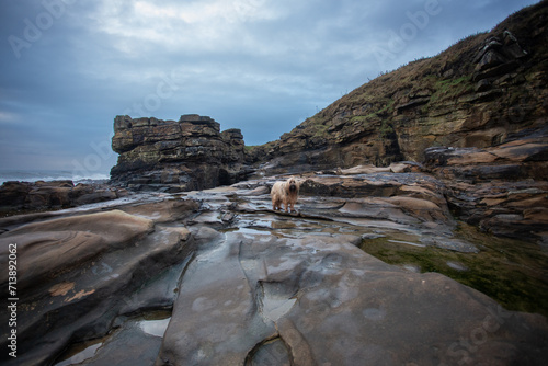 dog on rocky shore