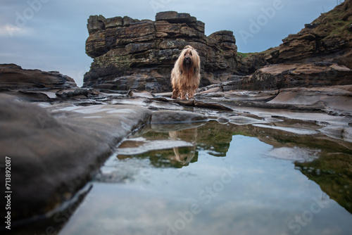 dog reflected in rock pool