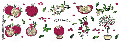 Pome granate fruit set, pomegranate fruit, illustration for designers,  sketch, pomegranate tree, pomegranate color, pomegranate grains for sticky, icon, line drawing.