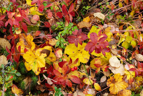 Cloudberry and Dwarf cornel leaves during an autumn foliage in Salla National Park, Northern Finland