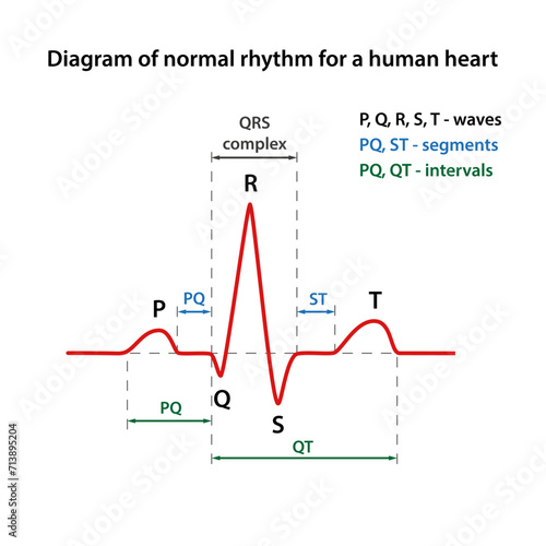 Diagram of the phases of normal rhythm for a human heart with main parts labeled. Heart cardiogram. Vector illustration in flat style