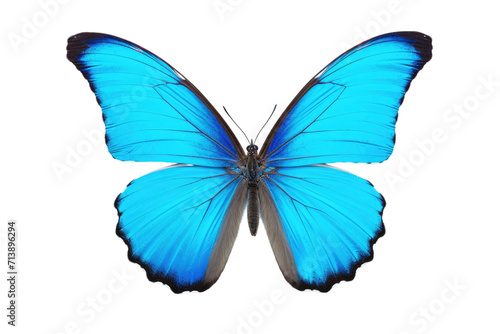 Butterfly Isolated on Transparent Background © MSS Studio