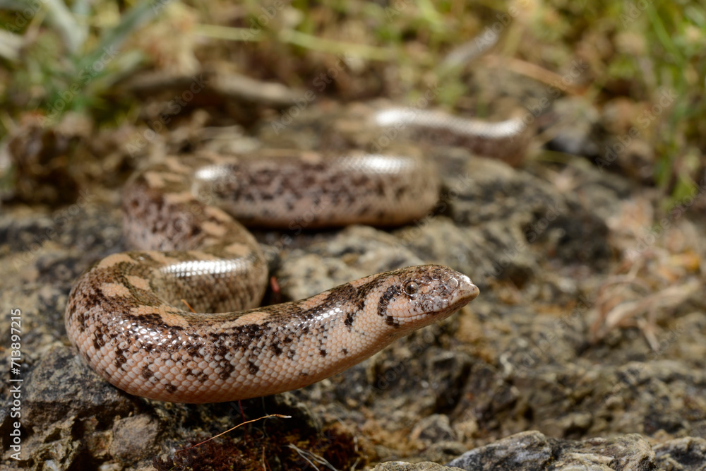 Javelin sand boa // Westliche Sandboa (Eryx jaculus turcicus) - Dalyan, Turkey Javelin sand boa // Westliche Sandboa (Eryx jaculus turcicus) - Dalyan, Turkey