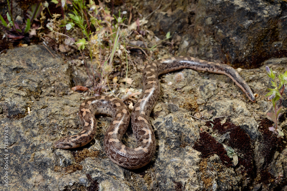 Javelin sand boa // Westliche Sandboa (Eryx jaculus turcicus) - Dalyan, Turkey Javelin sand boa // Westliche Sandboa (Eryx jaculus turcicus) - Dalyan, Turkey