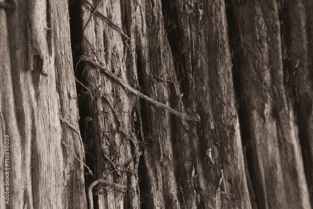 Obraz premium Peaceful lake surrounded by lush green trees under a clear blue sky