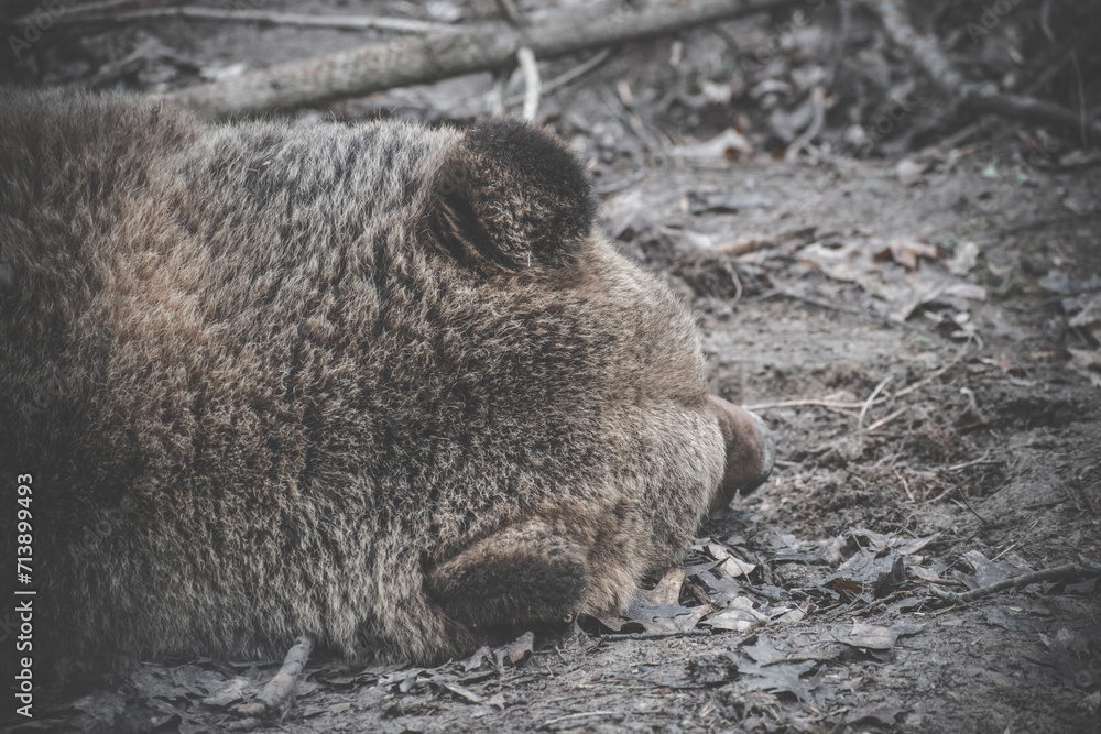 Obraz premium the bear sleeps on the ground