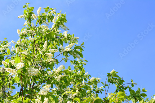 bird cherry tree in bloom isolated with blue sky copy space photo