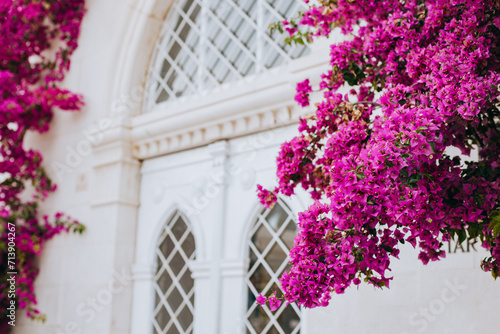 Fototapeta Naklejka Na Ścianę i Meble -  Beautiful violet bougainvillea flowers on a summer street.