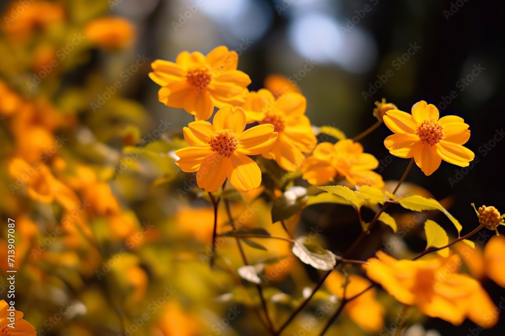Obraz premium Beautiful Images of Nature and Object