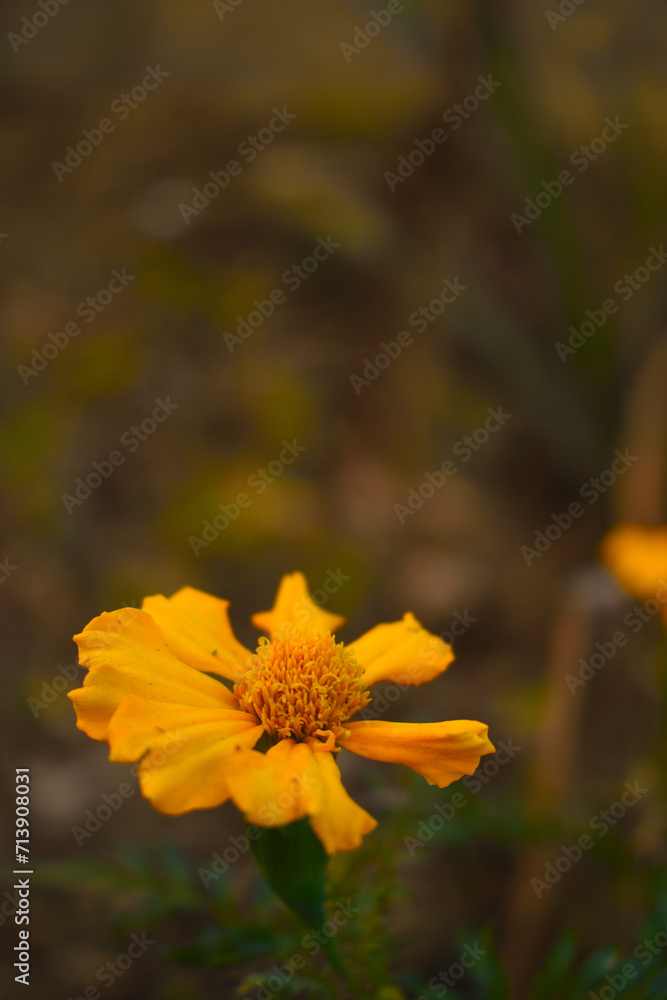 Yellow color Single petal marigold flower blooming in a garden during hot sunny day Yellow color Single petal marigold flower blooming in a garden during hot sunny day