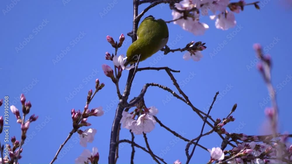 桜の蜜を吸うメジロ 桜の蜜を吸うメジロ