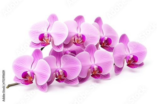Phalaenopsis orchid flowers  isolated on white.