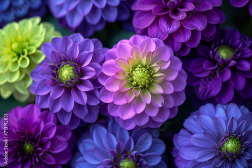 Flowers with petals that are half neon green and half deep purple  creating a striking contrast 
