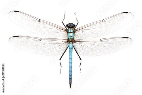 Damselfly Isolated on Transparent Background
