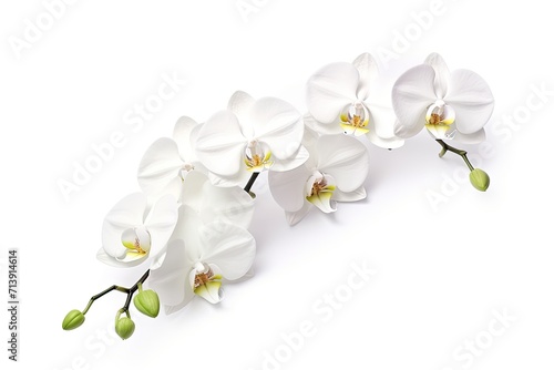 White phalaenopsis orchid  isolated on white background  is a beautiful flower.