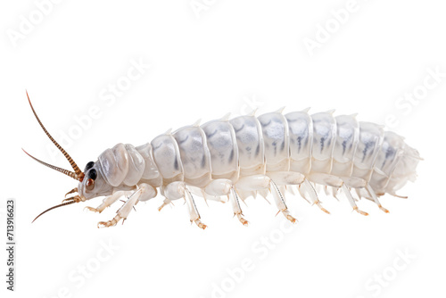 Dobsonfly Larva Isolated on Transparent Background