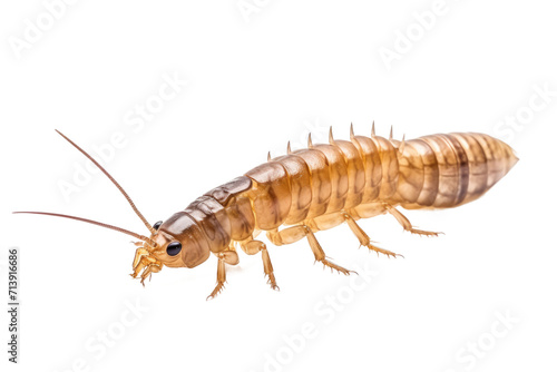 Dobsonfly Larva Isolated on Transparent Background