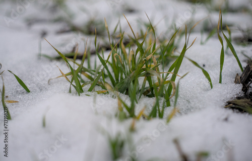 Green stalks of wheat in the snow © Александр Гичко